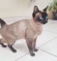 Maya
