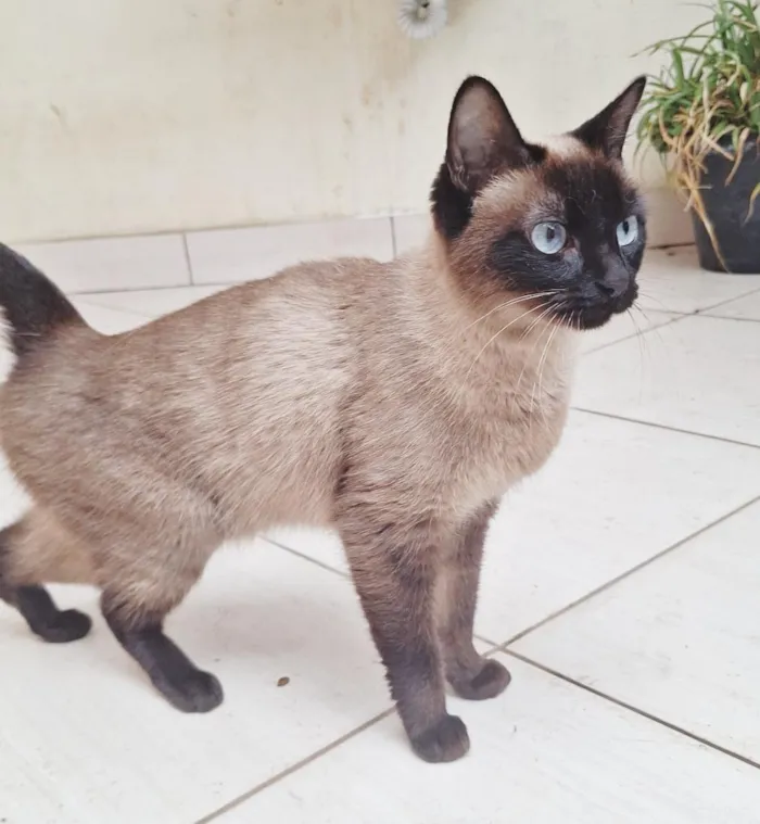 Gato raça Siamês idade 2 anos nome Maya