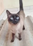 Maya