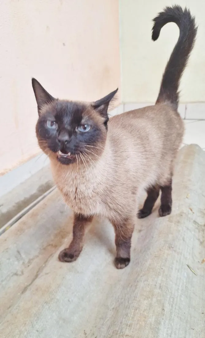 Gato raça Siamês idade 2 anos nome Maya