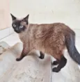 Maya