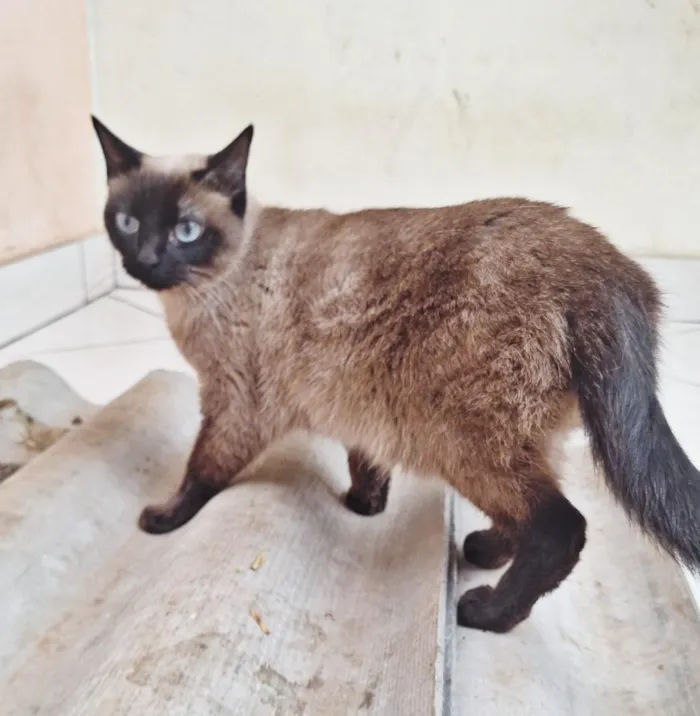 Gato raça Siamês idade 2 anos nome Maya