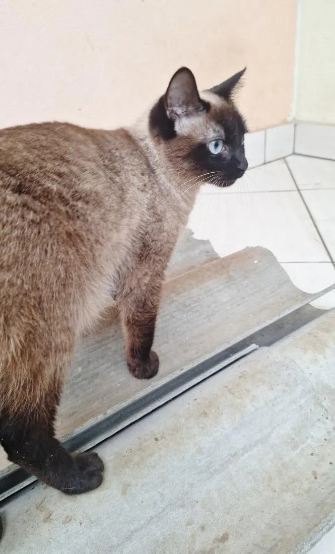 Gato raça Siamês idade 2 anos nome Maya