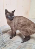 Maya