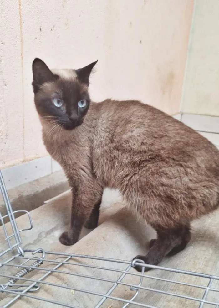 Gato raça Siamês idade 2 anos nome Maya