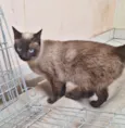 Maya