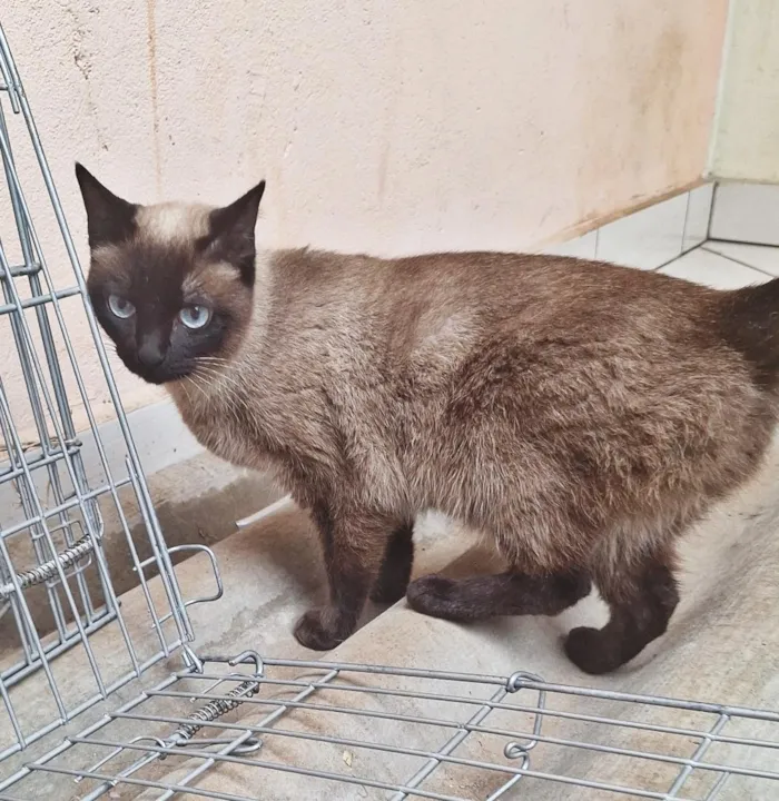 Gato raça Siamês idade 2 anos nome Maya