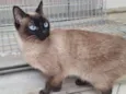 Maya