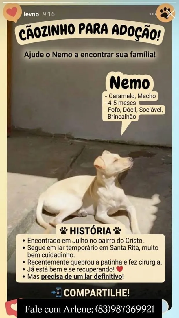 Cachorro raça SRD-ViraLata idade 2 a 6 meses nome Nemo