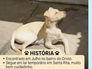 Cachorro raça SRD-ViraLata idade 2 a 6 meses nome Nemo
