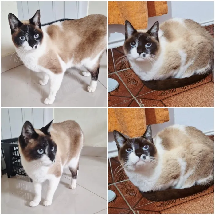 Gato raça SRD-ViraLata idade 2 anos nome Tempestade