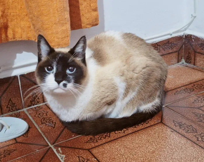 Gato raça SRD-ViraLata idade 2 anos nome Tempestade