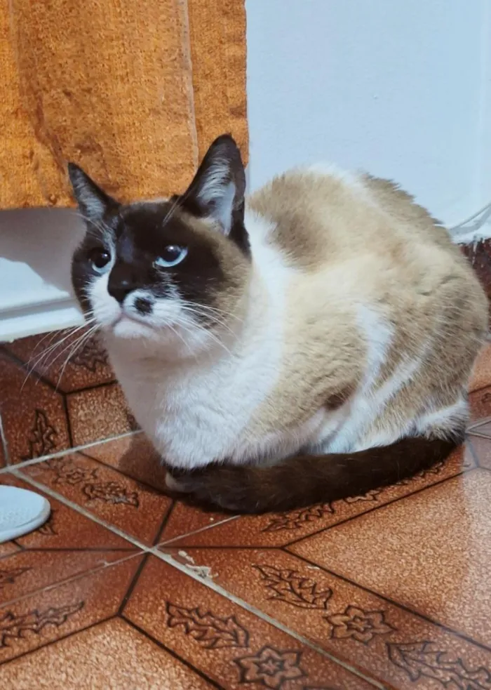 Gato raça SRD-ViraLata idade 2 anos nome Tempestade