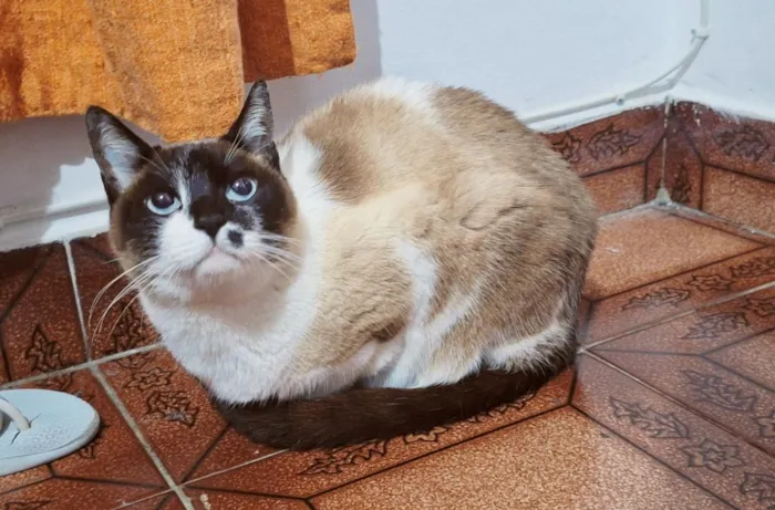 Gato raça SRD-ViraLata idade 2 anos nome Tempestade