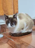 Tempestade