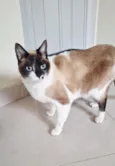 Tempestade