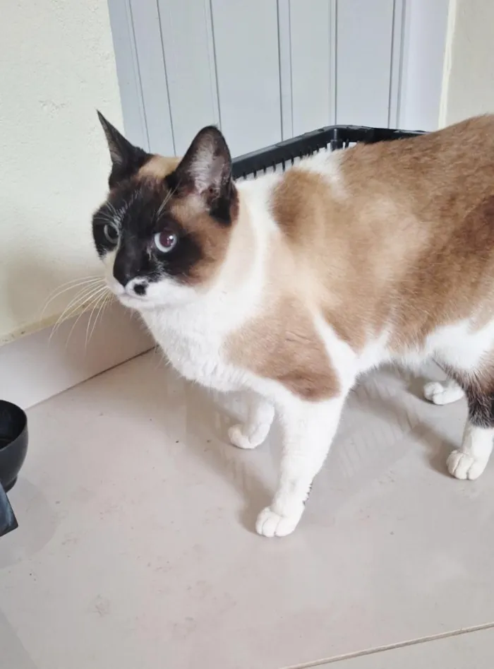Gato raça SRD-ViraLata idade 2 anos nome Tempestade