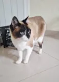 Tempestade