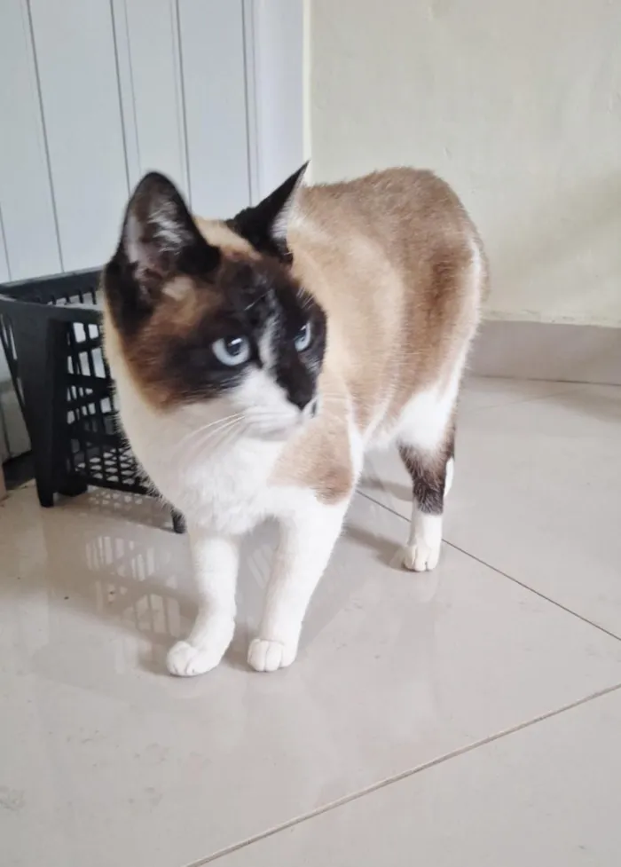 Gato raça SRD-ViraLata idade 2 anos nome Tempestade