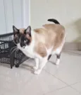 Tempestade