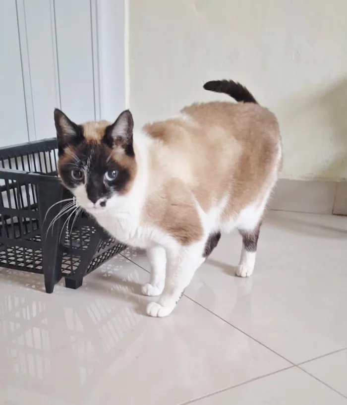 Gato raça SRD-ViraLata idade 2 anos nome Tempestade