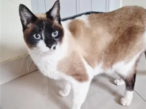 Gato raça SRD-ViraLata idade 2 anos nome Tempestade