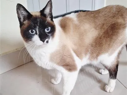 Gato raça SRD-ViraLata idade 2 anos nome Tempestade