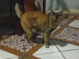 Piaba