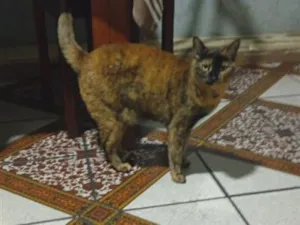 Gato raça SRD-ViraLata idade 5 anos nome Piaba