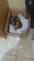 Piaba