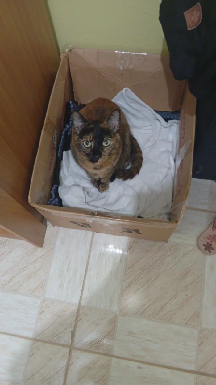 Gato raça SRD-ViraLata idade 5 anos nome Piaba