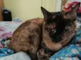 Piaba