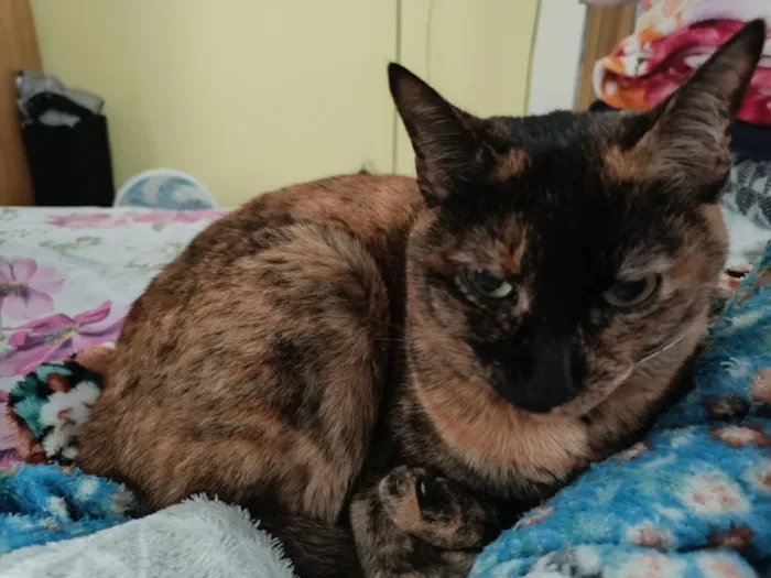Gato raça SRD-ViraLata idade 5 anos nome Piaba
