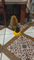 Piaba