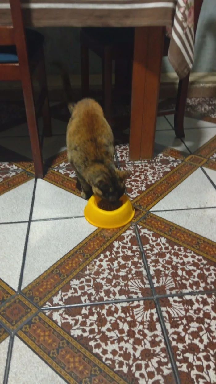 Gato raça SRD-ViraLata idade 5 anos nome Piaba