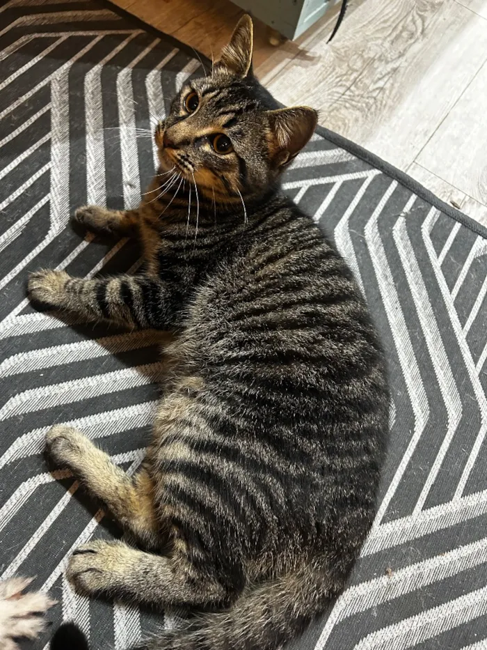 Gato raça SRD-ViraLata idade 2 a 6 meses nome Sem nome 