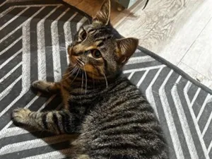 Gato raça SRD-ViraLata idade 2 a 6 meses nome Sem nome 