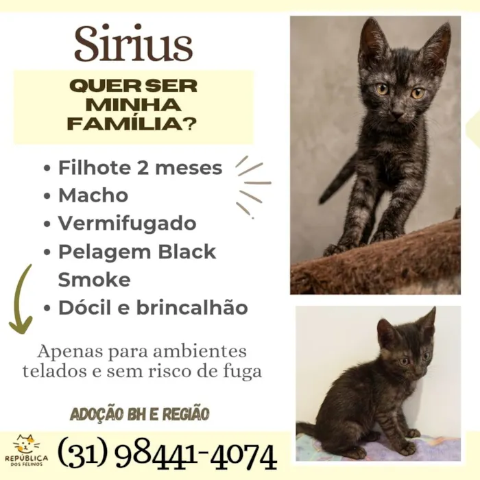Gato raça SRD-ViraLata idade 2 a 6 meses nome Sirius