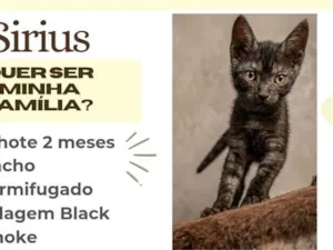 Gato raça SRD-ViraLata idade 2 a 6 meses nome Sirius