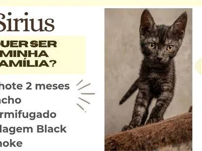 Gato raça SRD-ViraLata idade 2 a 6 meses nome Sirius