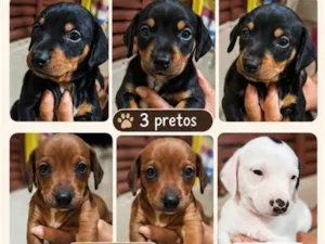 Cachorro raça Dachshund (raça conhecida popularmente como cachorro-salsicha). ?? idade Abaixo de 2 meses nome A escolha do tutor 