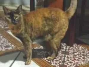 Gato raça SRD-ViraLata idade 5 anos nome Piaba
