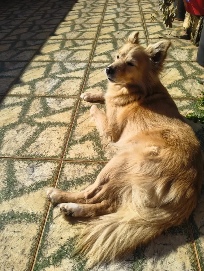 Cachorro raça SRD-ViraLata idade 6 ou mais anos nome Ryu
