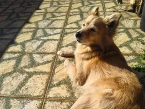 Cachorro raça SRD-ViraLata idade 6 ou mais anos nome Ryu