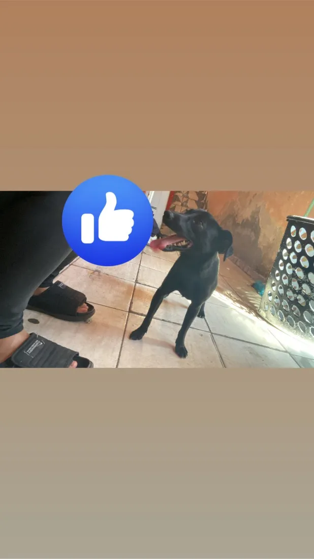 Cachorro raça SRD-ViraLata idade 1 ano nome Temporário e sky