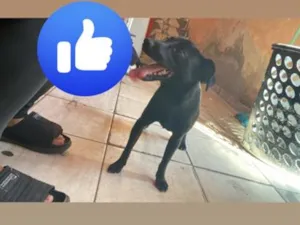 Cachorro raça SRD-ViraLata idade 1 ano nome Temporário e sky