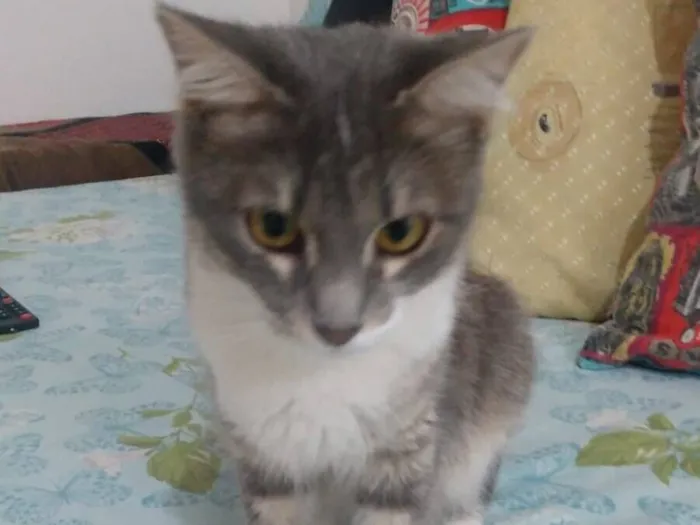 Gato raça SRD-ViraLata idade 1 ano nome Aylá