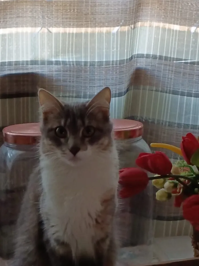 Gato raça SRD-ViraLata idade 1 ano nome Aylá