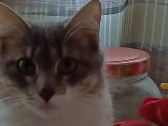 Gato raça SRD-ViraLata idade 1 ano nome Aylá