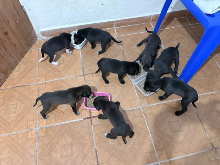 Cachorro raça SRD-ViraLata idade Abaixo de 2 meses nome Nao tem nomes ainda